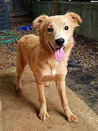It's also free to list your available puppies and litters on our site. Carly Golden Retriever Puppy Female For Sale In Syracuse New York Classified Americanlisted Com