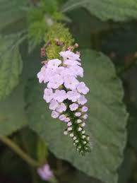 Image result for Heliotropium zeylanicum