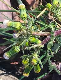 Image result for Synadenium angolense