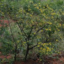 Image result for Grewia flava