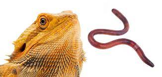 Can Bearded Dragons Eat Earth Worms Is This Wriggly Snack Safe