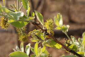 Image result for Combretum psidioides