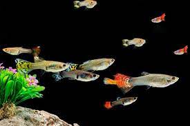 How To Keep The Guppy Fry Correctly Fish Tank Accessories Guppy Guppy Fish
