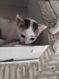 Masum Kedi 1873886 Uludag Sozluk Galeri