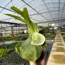 Image result for Platycerium