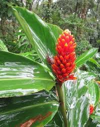 Image result for Renealmia