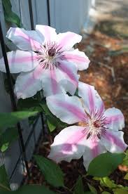Description of growing of clematis in spring and autumn. Ask A Master Gardener Clematis Pruning And Recycling Used Coffee Grounds Home And Garden Nrtoday Com