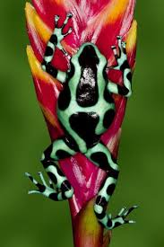 Dendrobates Auratus Also Known As The Green And Black Poison Dart Frog Native Frogs Beautiful Frogs Amphibians Animals Amazing Frog