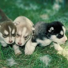Husky puppies for sale near me cheap. Puppyfind Siberian Husky Puppies For Sale