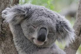 Cute As Always Australie Animaux Mere Nature