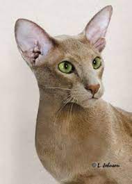 Oriental Cat Oriental And Olympians On Pinterest Oriental Cat Cats Oriental Shorthair