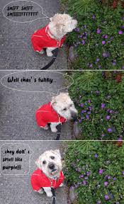 Maybe you would like to learn more about one of these? The Spoiled Dog On Twitter Whatthedogsaid It S Time For Oscar S Take On Smelling Flowers Dogsoftwitter Lovedogs Dogs Flowers Dogmemes Memes Purple Https T Co 0qkaerdl05