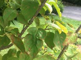 The leaves on all of the lilacs are turning brown at the edges and curling upward. Tree Lilac Leaves Curing Up With Yellow Red Spots
