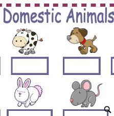 Winter warm at home play with cat playing with cats happy young woman relaxing at home live life home warm lifestyle owners and pets relaxed interior happy with cat the farm. Domestic Animals And Pets Worksheet