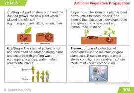 Learning Card For Artificial Vegetative Propagation Biology Learning Cards Practice Testing