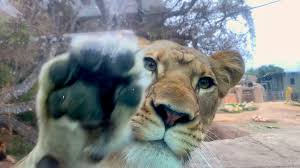 Hours, address, ventura park reviews: Santa Barbara Zoo Home Facebook