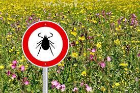 Maybe you would like to learn more about one of these? Les Tiques Et La Maladie De Lyme Selection Reader S Digest France
