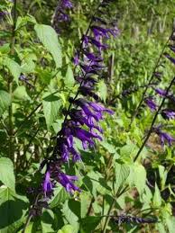 Maybe you would like to learn more about one of these? Amistad Salvia Friendship Sage Butterfly Plants Almost Eden