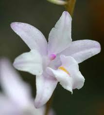 Image result for Polystachya dendrobiiflora