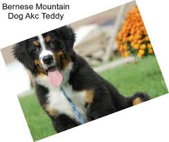 The search tool above returns a list of breeders located nearest to the zip or. Iabpnwjf1feepm