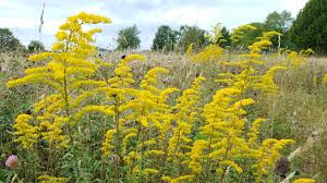 Image result for Solidago