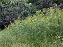 Image result for Crotalaria misella