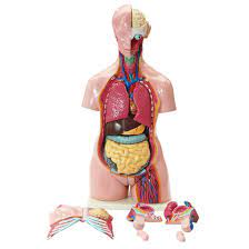 Wow.i didn't post any tutorials for a long time.i was quite busy anyway.here's tutorial on how i paint male torso anatomy. China Wholesale Human Anatomical Torso 85cm Model Dual Sex Anatomical Human Torso Model China Human Torso Model Human Anatomy Torso Model