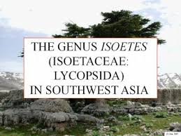Image result for Isoetes schweinfurthii