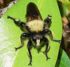 Fly that looks like a bee. Bee Like Robber Fly What S That Bug