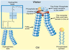 Membranes | Free Full-Text | Surface Characterization Of Lipid Biomimetic  Systems