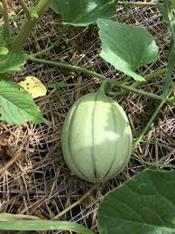 Image result for Cucumis quintanilhae