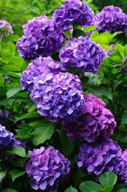 Purple Hydrangea Flowers 640x1136 Iphone 5 5s 5c Se Wallpaper Background Picture Image New users enjoy 60% off. purple hydrangea flowers 640x1136