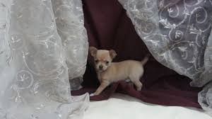 Paradise Ti Pitou Chiots A Vendre Chihuahua Yorkshire Pinscher Nain Bichon Maltais Teckel Nain Shih Tzu Schnauzer Nain Chiot A Vendre Chiot Chihuahua