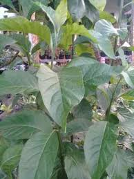Hanya golongan tertentu saja yang sudah sangat familiar dengan tanaman ini. Jual Daun Afrika Terbaru Harga Murah Blibli Com