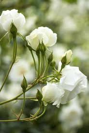 Visualizza altre idee su fiori bianchi, fiori, piante. Fiori Bianchi 15 Idee Per Un Giardino Luminoso Guida Giardino