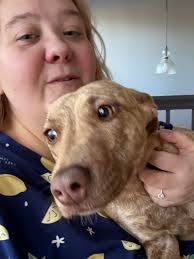 Found Dog in Windmill Subdivision, Georgia