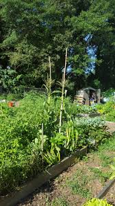2 weeks before last frost. Warm Season Vegetable Planting Chores For Georgia