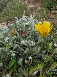 70 likes · 1 was here. Gazania Rigens L Gaertn
