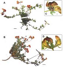 Image result for Lotus mlanjeanus