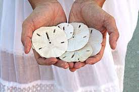 Download and use 30,000+ sand dollar stock photos for free. How To Find Sand Dollars Holdenbeachnc Com