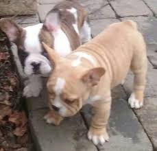 Shorty bull info, history, temperament, training, puppies, pictures. Puppies