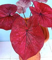 Caladium Hot Lips Ma Had Thai Deep Rich Red Leaves Elephant Ear Plant Plants Caladium
