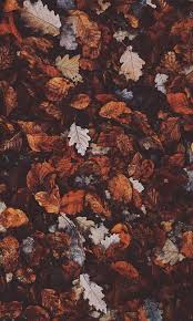 Trendy Wallpapers For Android Iphone Lock Screen Wallpaper Lock Screen Wallpaper Iphon Herbst Hintergrund Herbst Hintergrundbild Hintergrundbilder Herbst