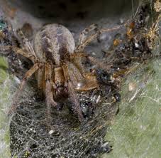 Wer unter einer spinnenphobie leidet, sollte aktuell lieber nicht in das land reisen. Australien Todliche Spinne Vermehrt Sich Gefahrlich Schnell Welt