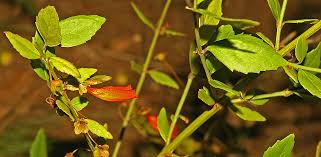 Image result for Halleria elliptica