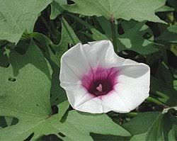 Kami pengeluar ubi keledek segar terus dari ladang. Ubi Keledek Wikipedia Bahasa Melayu Ensiklopedia Bebas