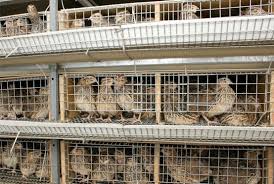 Maybe you would like to learn more about one of these? Panduan Ternak Burung Puyuh Petelur Modal Kecil Cuan Puluhan Juta Rumah123 Com