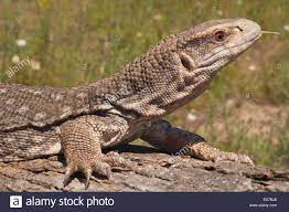 Savannah Monitor Varanus Exanthematicus Native To Africa Ea7bj8 Jpg 1300 953 Savannah Monitor Savannah Chat Monitor Lizard