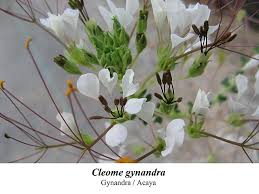 Image result for Cleome gynandra