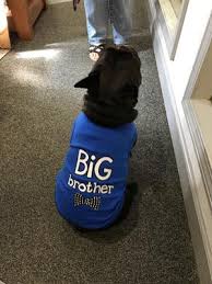 Parisian Pet Dog Clothes Big Brother T Shirt Walmart Com